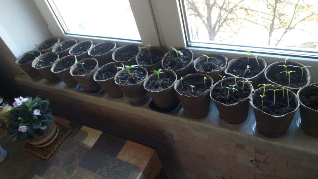 А вот, что стало с ним после А вот, что стало с ним после