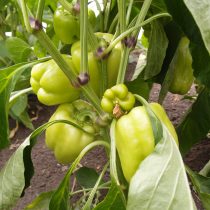 Сорт «Былина» - среднеспелый, созревает на 120 день от полных всходов Сорт «Былина» - среднеспелый, созревает на 120 день от полных всходов