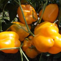 Плоды «Голдена» толстостенные, до 7 мм Плоды «Голдена» толстостенные, до 7 мм