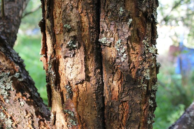 Морозобоины возникают вследствие расширения жидкости внутри коры в процессе замерзания. Морозобоины возникают вследствие расширения жидкости внутри коры в процессе замерзания.