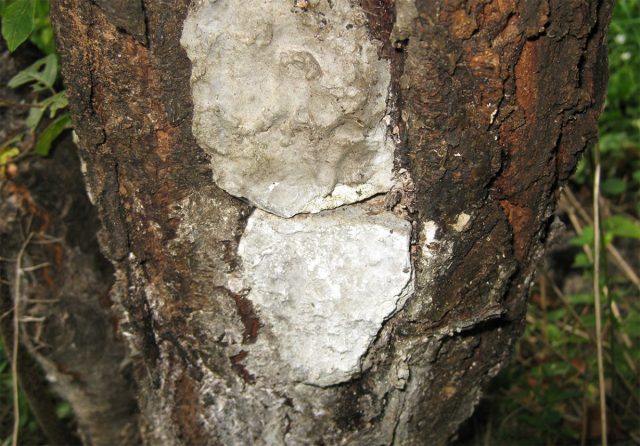 Обмазку придётся обновлять ежегодно, как только она будет растрескиваться, иначе через неё вглубь ствола будет просачиваться влага. Обмазку придётся обновлять ежегодно, как только она будет растрескиваться, иначе через неё вглубь ствола будет просачиваться влага.