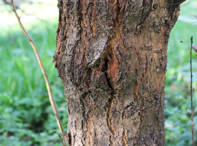 Яркое солнце сильно нагревает ствол, а ночью резко холодает. Из-за перепада температур кора лопается. Яркое солнце сильно нагревает ствол, а ночью резко холодает. Из-за перепада температур кора лопается.