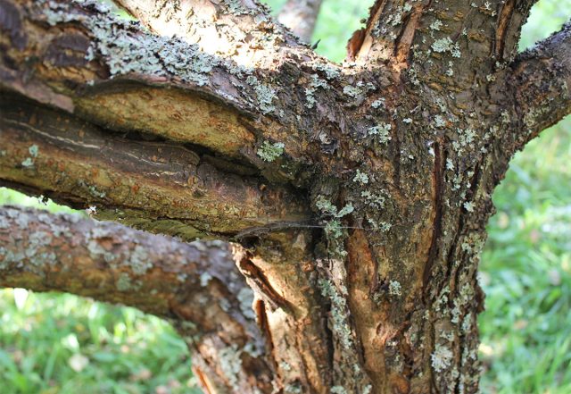 Кора на месте соединения веток со стволом может трескаться из-за сильного наклона веток под тяжестью урожая или из-за налипшего мокрого снега. Кора на месте соединения веток со стволом может трескаться из-за сильного наклона веток под тяжестью урожая или из-за налипшего мокрого снега.