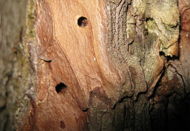 Обнаружить присутствие короеда можно по небольшим круглым отверстиям, ходам, на стволе. Обнаружить присутствие короеда можно по небольшим круглым отверстиям, ходам, на стволе.