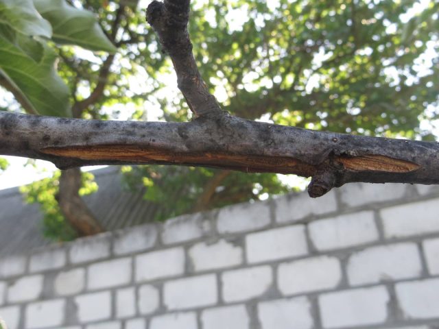 К растрескиванию стволов яблонь приводит как недостаточное, так и избыточное, несвоевременное внесение удобрений. К растрескиванию стволов яблонь приводит как недостаточное, так и избыточное, несвоевременное внесение удобрений.