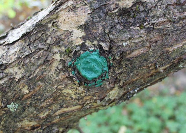 В дальнейшем ветки обрезают так, чтобы на стволе не оставалось ни впадин, ни больших пеньков. В дальнейшем ветки обрезают так, чтобы на стволе не оставалось ни впадин, ни больших пеньков.