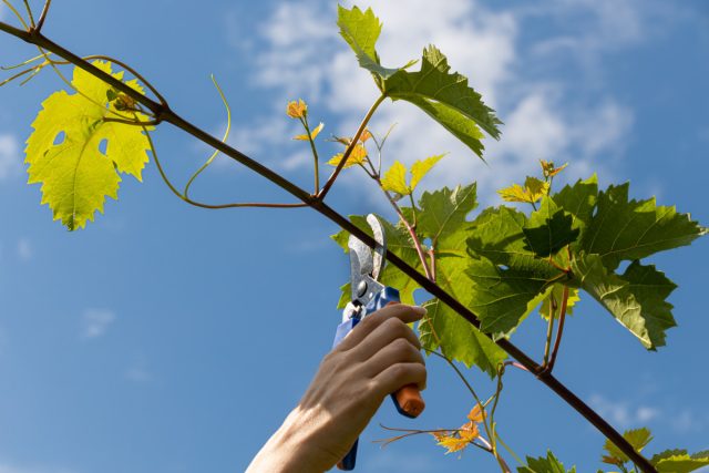 Летом прищипывают макушки побегов у малины, пасынкуют томаты, чеканят и осветляют виноград.