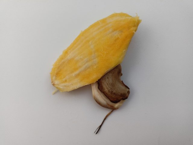 Нужно аккуратно снять мякоть с косточки, далее можно подрезать ножом или ножницами край косточки манго (она достаточно мягкая) и извлечь крупную семечку Нужно аккуратно снять мякоть с косточки, далее можно подрезать ножом или ножницами край косточки манго (она достаточно мягкая) и извлечь крупную семечку