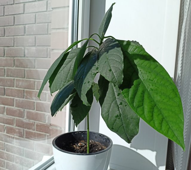 Детям будет очень интересно наблюдать за изменениями, так как манго прорастает активно и вскоре выпускает несколько ярко-зелёных листочков Детям будет очень интересно наблюдать за изменениями, так как манго прорастает активно и вскоре выпускает несколько ярко-зелёных листочков