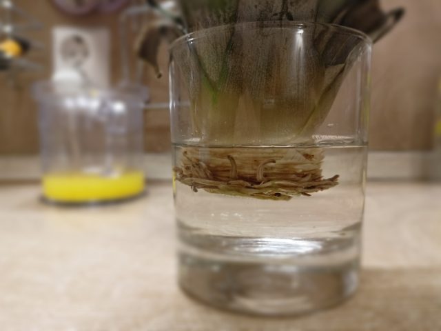 Многие растениеводы предлагают поставить макушку ананаса в воду и ждать, когда вырастут корешки побольше для дальнейшей посадки Многие растениеводы предлагают поставить макушку ананаса в воду и ждать, когда вырастут корешки побольше для дальнейшей посадки