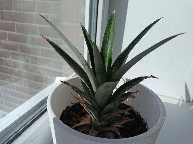 Макушку ананаса укрепляем в небольшом углублении почвы и обильно поливаем Макушку ананаса укрепляем в небольшом углублении почвы и обильно поливаем