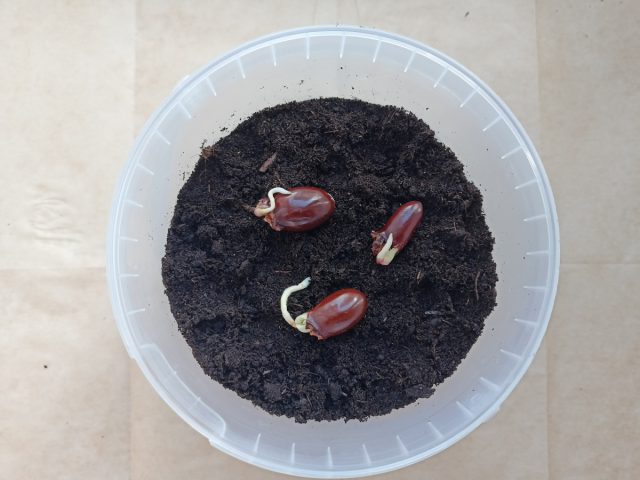 Как только появятся маленькие корешки, высаживаем в грунт на небольшом расстоянии друг от друга Как только появятся маленькие корешки, высаживаем в грунт на небольшом расстоянии друг от друга