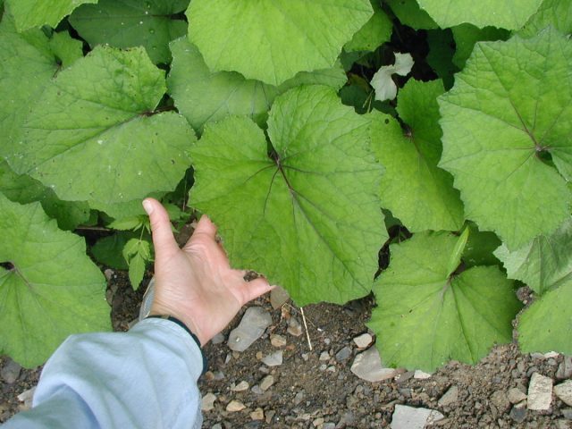 Английское название "coltsfoot" растение получило из-за формы листьев, которые напоминают копыта молодого жеребёнка ("colt's foot")