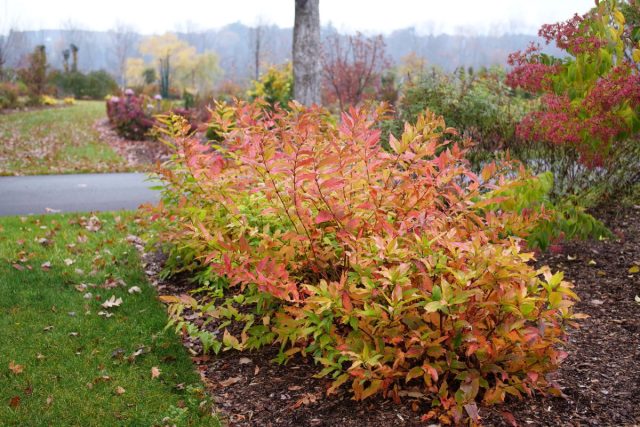 Если осенью стоит сухая погода, её нужно поливать по мере пересыхания грунта, выливая под растение по 3 ведра тёплой отстоявшейся воды. Если осенью стоит сухая погода, её нужно поливать по мере пересыхания грунта, выливая под растение по 3 ведра тёплой отстоявшейся воды.