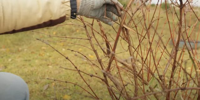 Осенью у жимолости вырезают все старые, больные, загущающие крону и растущие внутрь ветки. Осенью у жимолости вырезают все старые, больные, загущающие крону и растущие внутрь ветки.